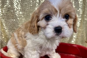 Chloe - puppy for sale