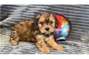 Abner - puppy for sale