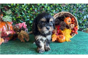 Andrea - puppy for sale