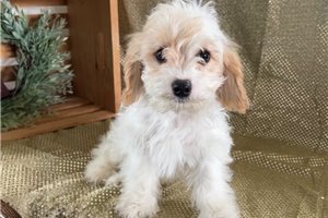 Keegan - puppy for sale