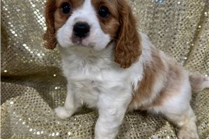 Calvin - puppy for sale