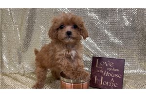 Denette - puppy for sale