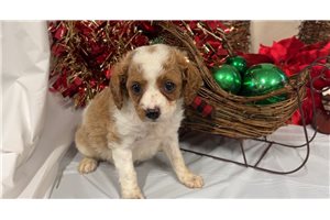 Darla - puppy for sale