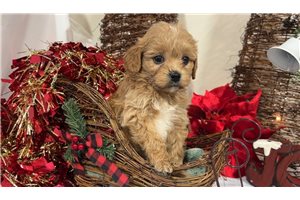 Dane - puppy for sale