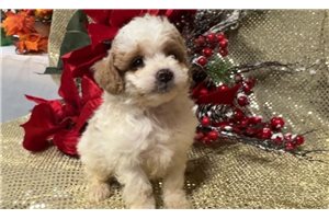 Deno - puppy for sale