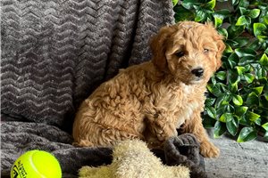 Audi - puppy for sale