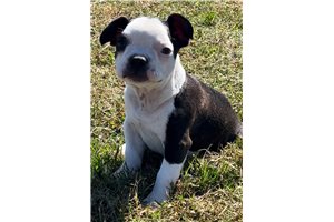 Owen - Frenchton for sale
