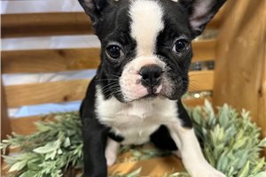 Betty Boop - Frenchton for sale