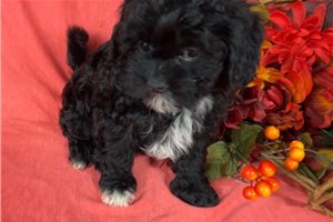 Elly - puppy for sale