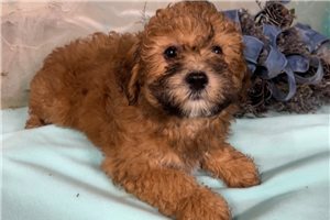 Delvin - puppy for sale