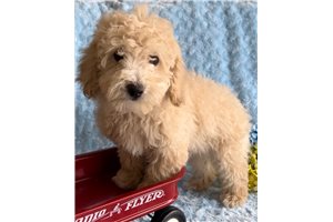Boone - Mixed/Other for sale