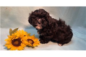 Eddy - puppy for sale