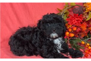 Edison - puppy for sale