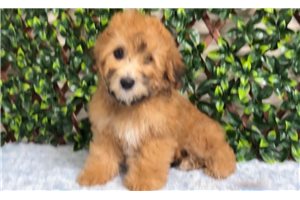 Delvin - puppy for sale