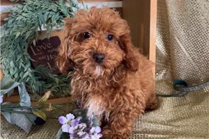 Hayden - puppy for sale