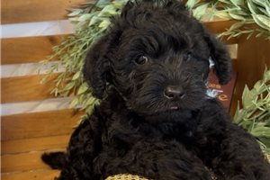 Giles - Schnoodle for sale