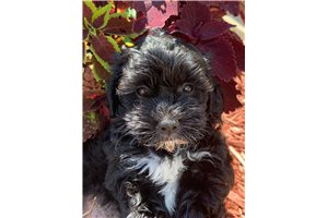 Carmel - Shih-Poo - Shihpoo for sale