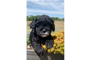 Chamblee - Shih-Poo - Shihpoo for sale