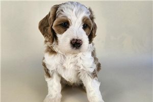 Jelly Bean - Bernedoodle, Mini for sale