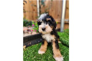 Angling Ace - Bernedoodle, Mini for sale