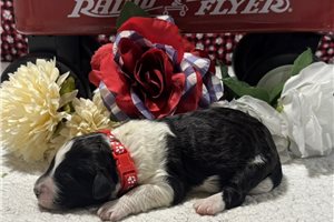 Shane - puppy for sale