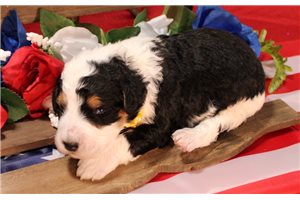 Seeker - Bernedoodle for sale