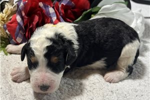 Seeker - puppy for sale