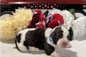 Sedrick - puppy for sale