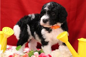 Shakur - Bernedoodle for sale