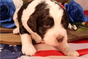 Sedrick - Bernedoodle for sale