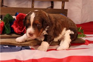 Seth - Bernedoodle for sale