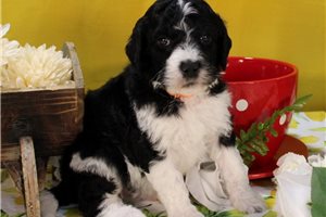Shakur - Bernedoodle for sale