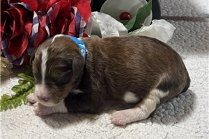 Seth - puppy for sale