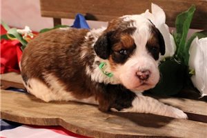 Sergio - Bernedoodle for sale