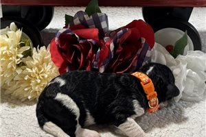 Shakur - Bernedoodle for sale