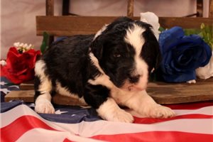 Shane - Bernedoodle for sale