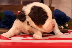 Shamus - Bernedoodle for sale