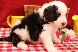 Shamus - Bernedoodle for sale