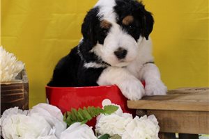 Seeker - Bernedoodle for sale