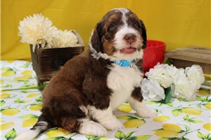 Seth - Bernedoodle for sale