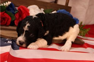 Shakur - Bernedoodle for sale