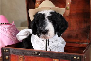 Shane - puppy for sale