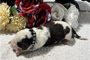 Shamus - puppy for sale