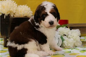 Sergio - Bernedoodle for sale