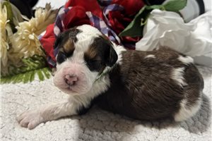 Sergio - puppy for sale