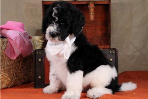 Shakur - Bernedoodle for sale