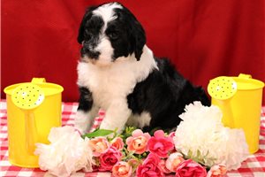 Shane - Bernedoodle for sale