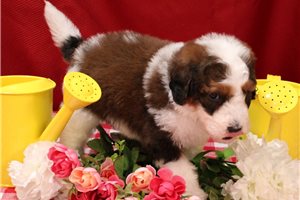 Sergio - Bernedoodle for sale