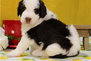 Shamus - Bernedoodle for sale