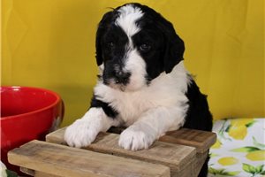 Shane - Bernedoodle for sale